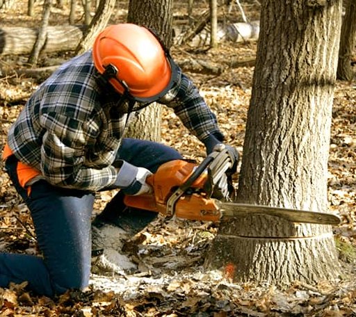 Tree Removal in Bigfork, MT
